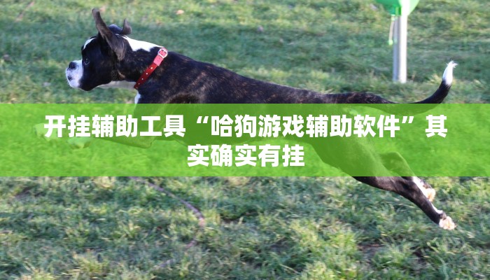 开挂辅助工具“哈狗游戏辅助软件”其实确实有挂